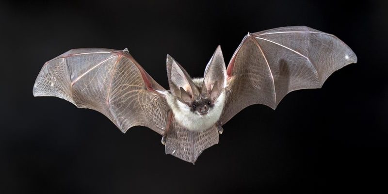 Ya es hora de reconocer la increíble importancia de los murciélagos.