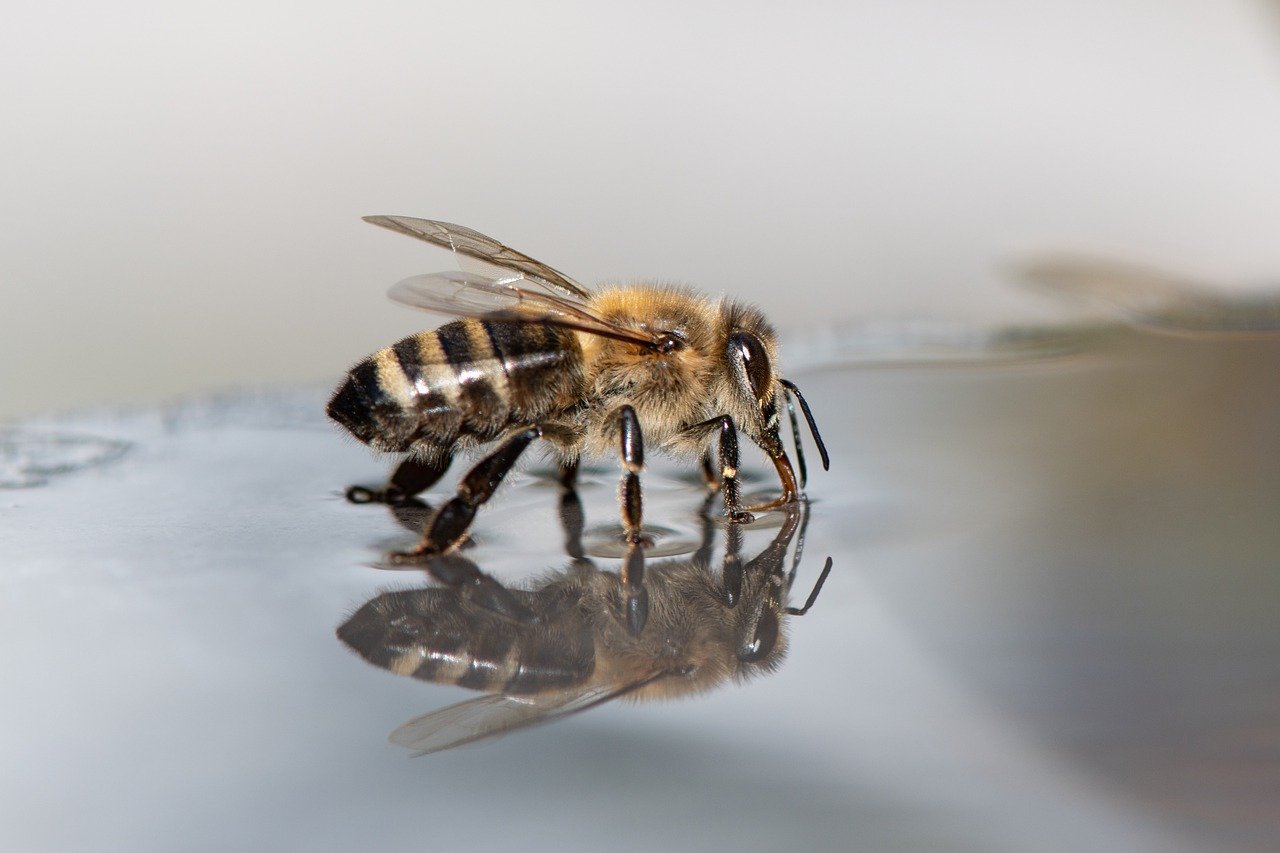 Las abejas pueden sobrevivir bajo el agua