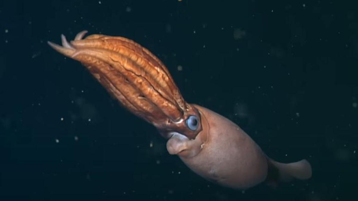 El calamar que incuba huevos gigantes es una especie desconocida, y ahora está en video.
