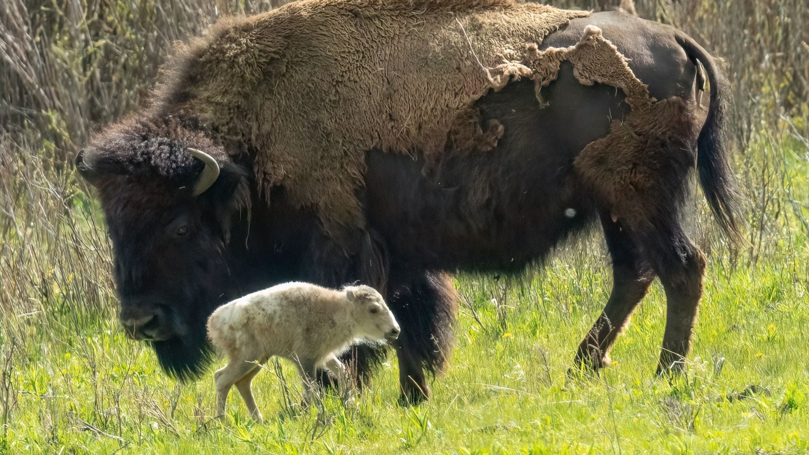 Una cría del extraordinariamente raro bisonte blanco ha nacido.