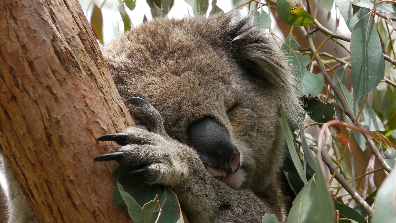 Los koalas tienen dedos similares a los humanos