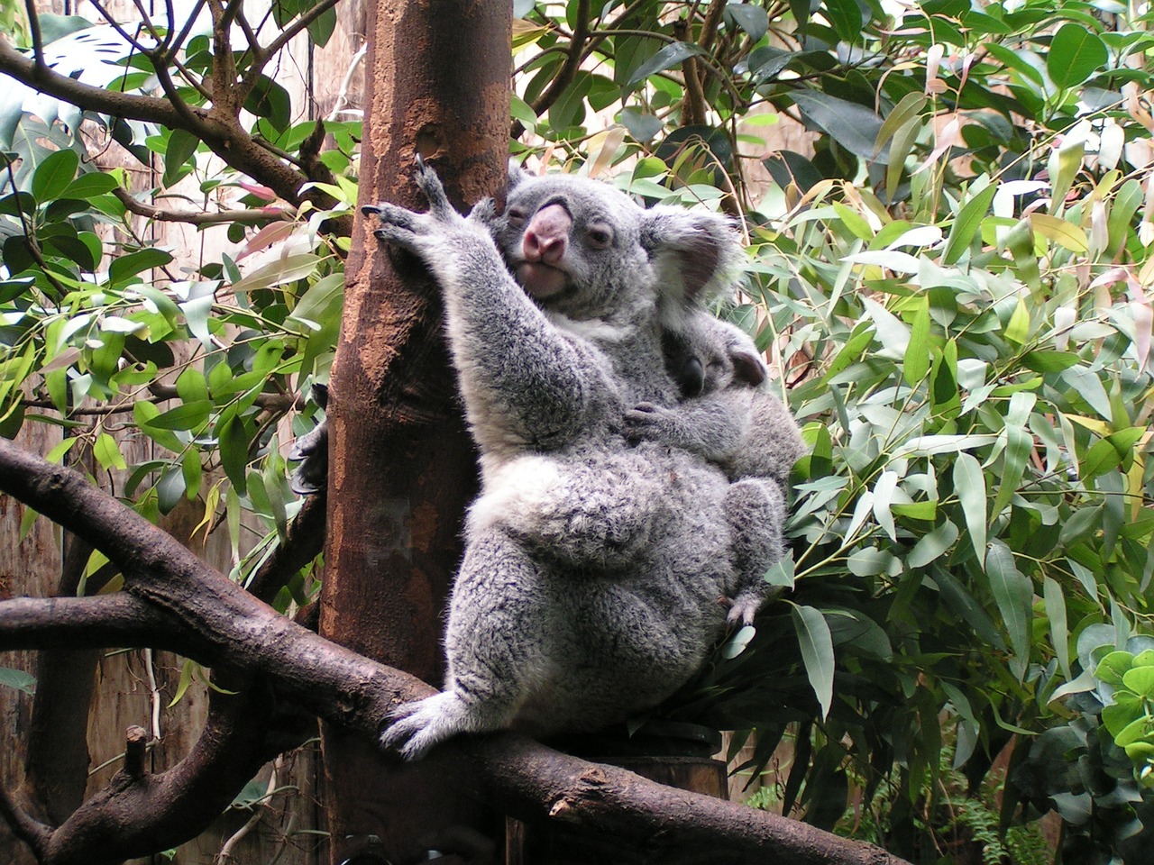 Madre con cría de koala