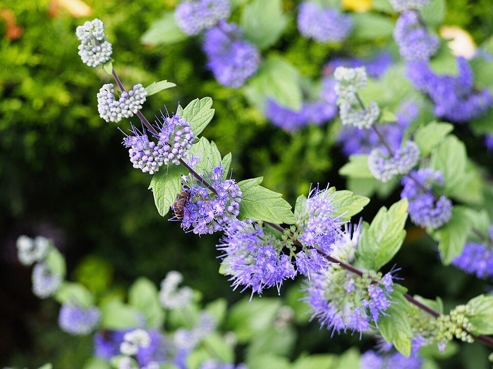 Plantas con hojas azules