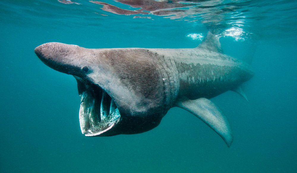 El choque de un tiburón con un barco fue registrado en video.