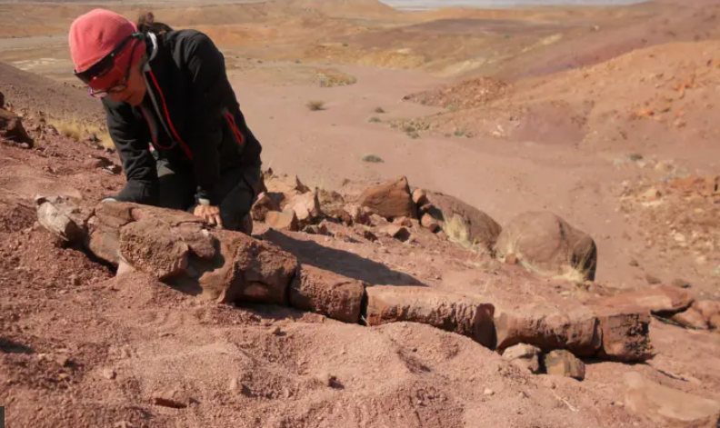 El descubrimiento de la salamandra gigante ocurrió en Namibia.