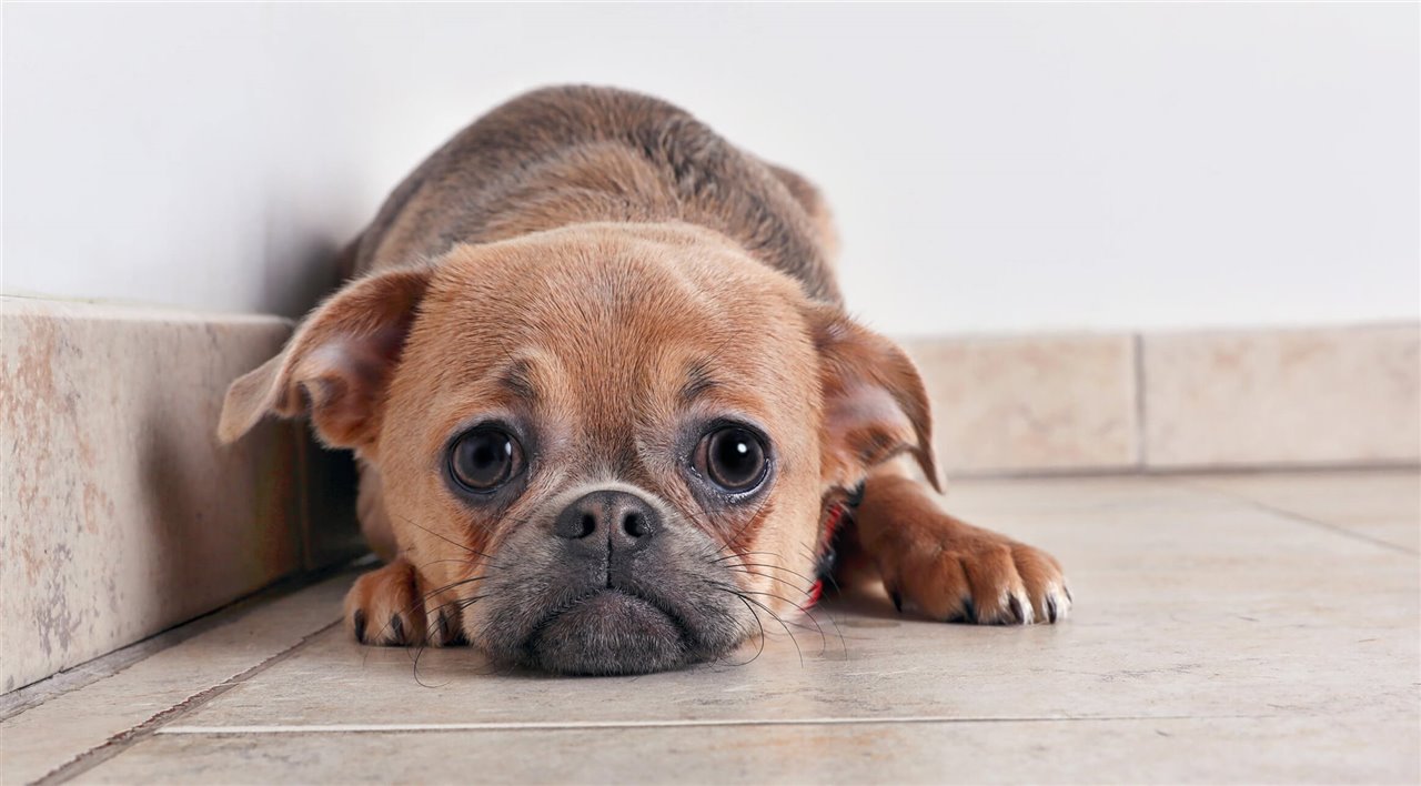 El estrés humano afecta a los perros, como confirma un nuevo estudio.