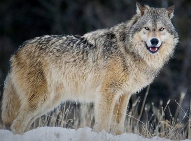 Este lobo prehistórico les brindará mucha información a los investigadores.