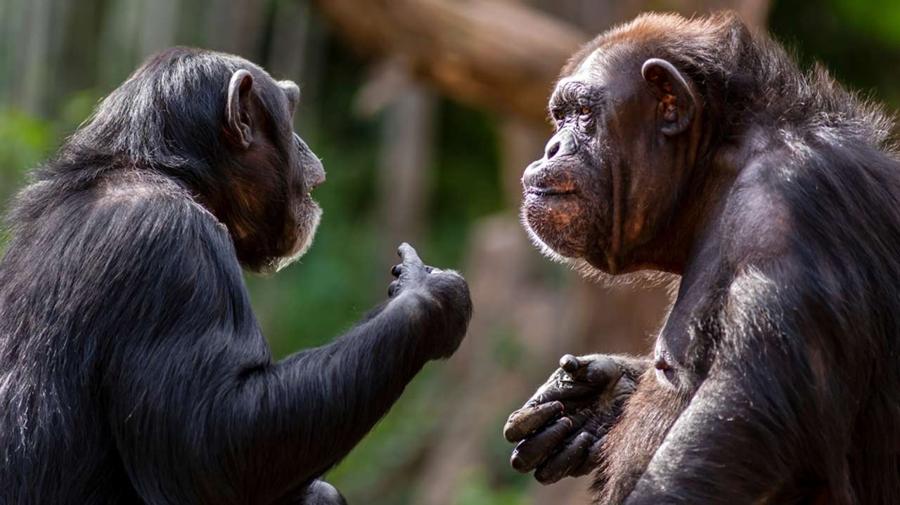 Los chimpancés conversan como humanos, tomando turnos.