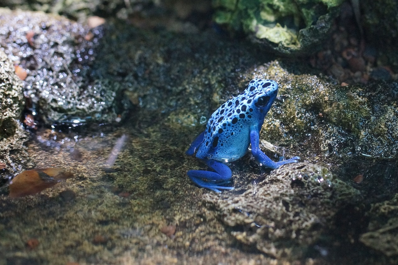 La rana dardo está en la lista de animales azules