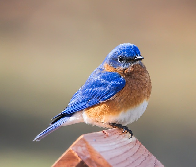 Aves de Colombia