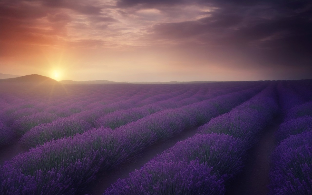 campos de lavanda