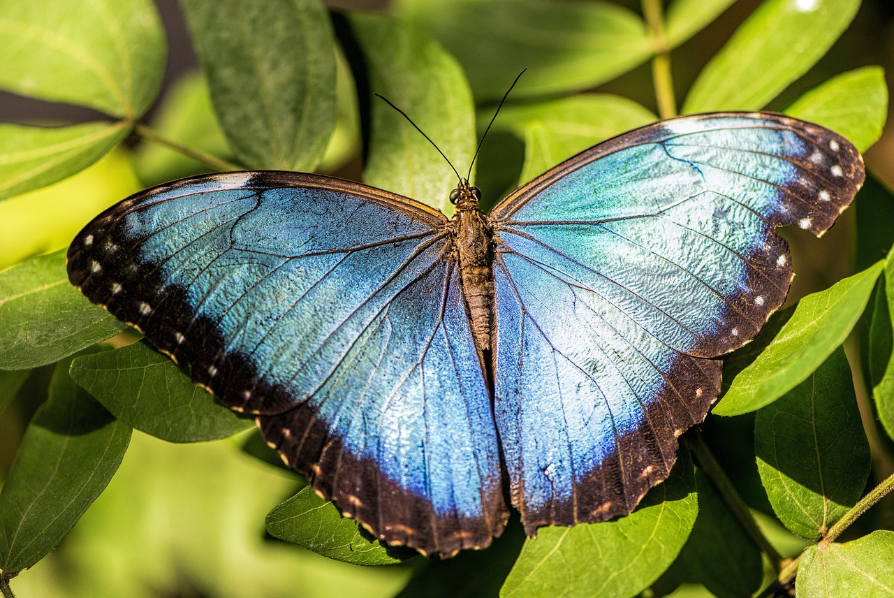 Animales azules