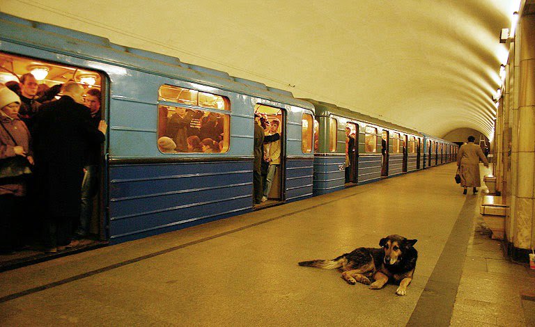 Perros callejeros en el metro de Moscú