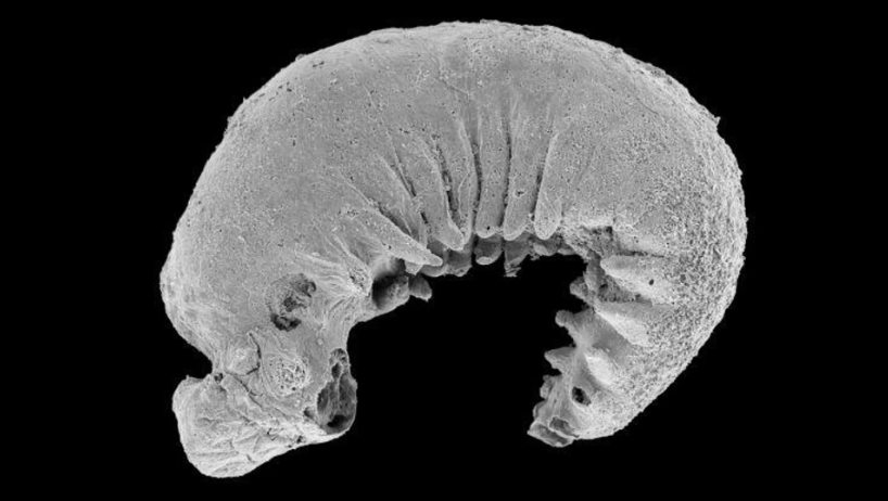 El fósil de larva de 520 millones de años mantiene su estructura casi intacta.