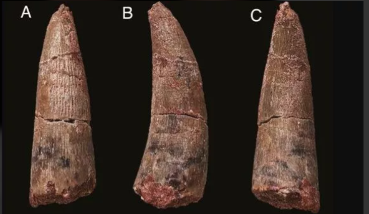 Estos son los dientes de la nueva especie de dinosaurio.