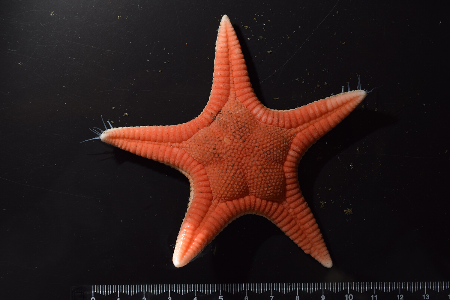 La nueva especie de estrella de mar está en Japón.