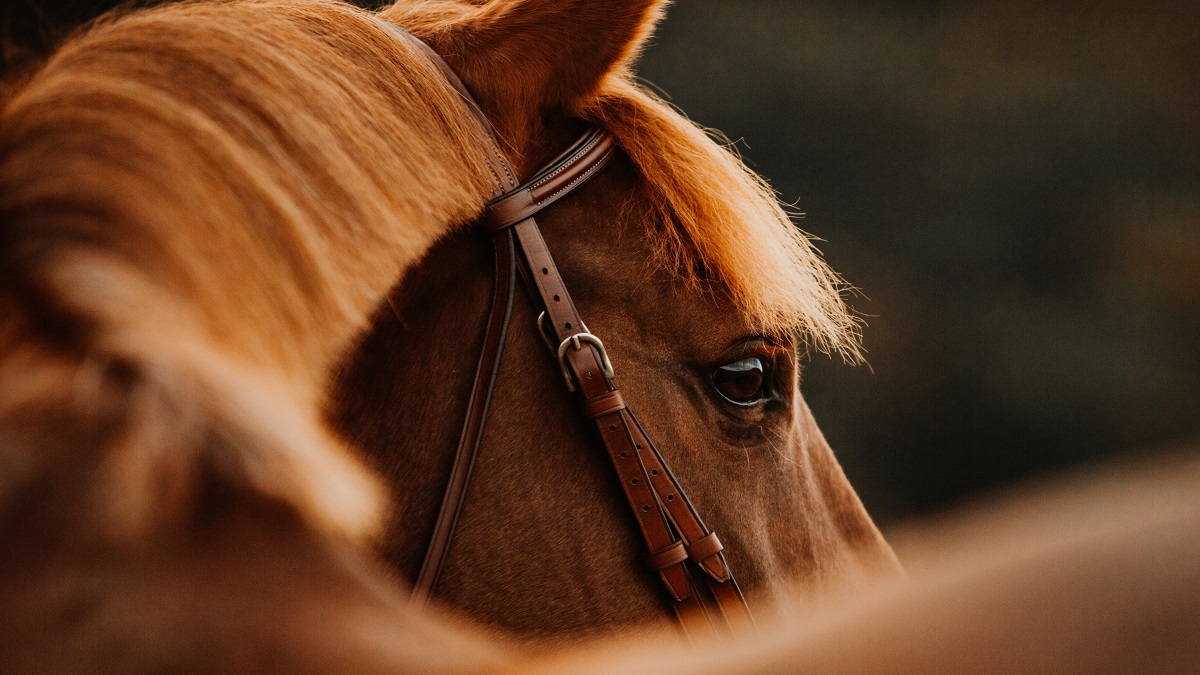 Los caballos piensan en el futuro