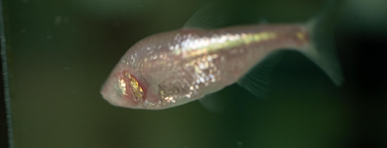 Los peces ciegos tienen excelente gusto, porque desarrollan más papilas gustativas.