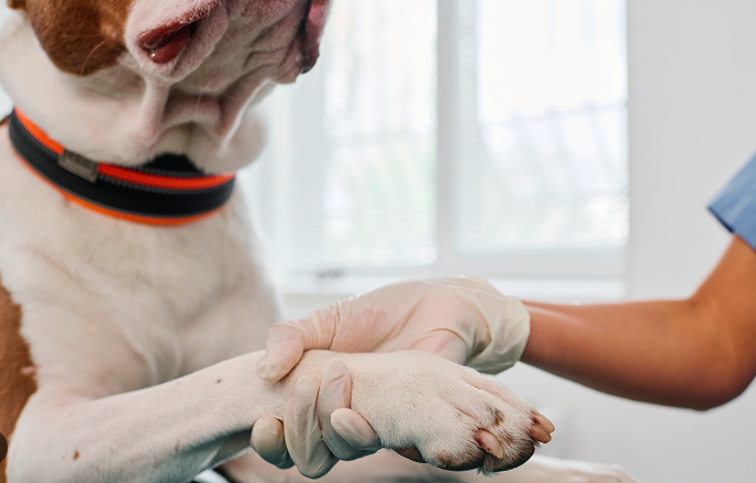 Ya que funcionó en perros, ahora se harán pruebas en humanos.