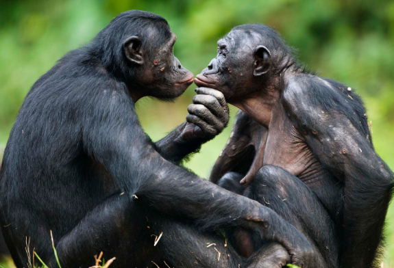 Los primates cuidan la relación de pareja en función de sus necesidades.