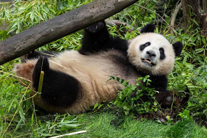 El oso panda no siempre fue vegetariano.