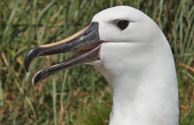 Esto es especialmente útil para aves como el albatros.