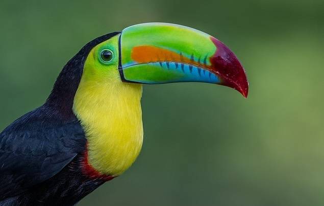 Las aves usan el pico como sentido del tacto.