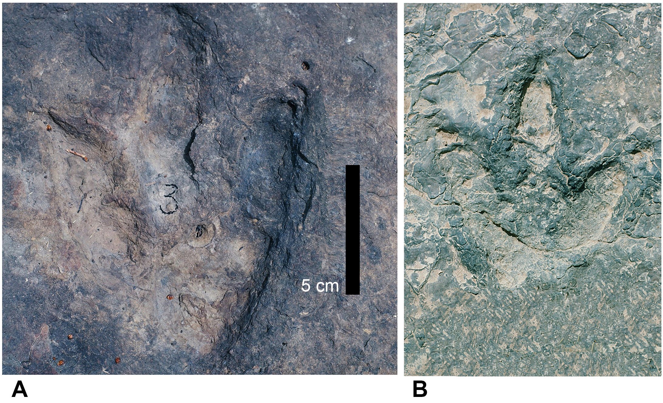 Un corredor secreto entre Brasil y África explicaría huellas de dinosaurio idénticas en dos continentes.