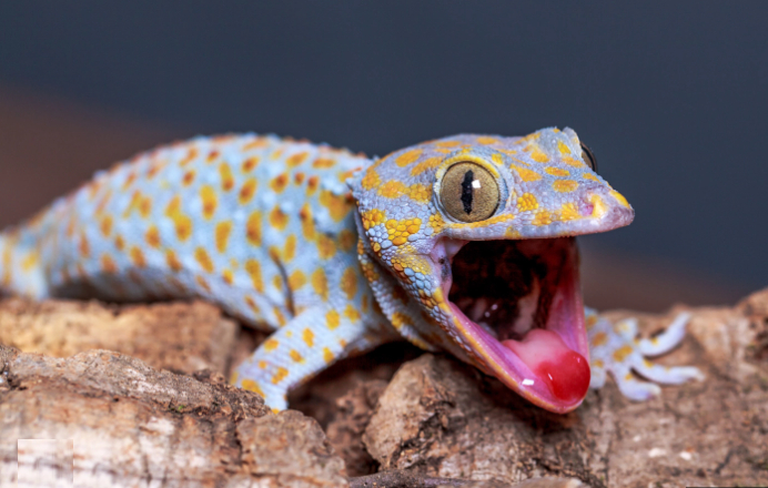 El increíble sexto sentido del gecko tiene que ver con su percepción del sonido.