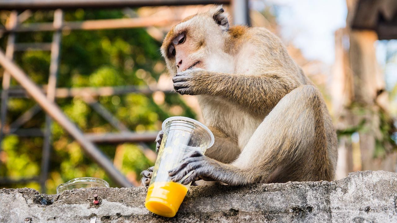 El consumo de alcohol en animales tiene algunos beneficios.