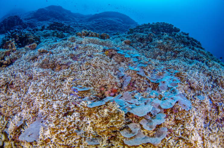 El coral más grande del mundo estaba oculto de la vista de todos.