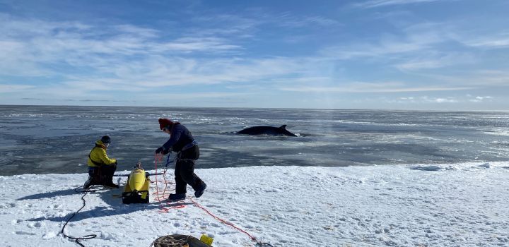 El robot submarino perdido en la Antártida brindó información alarmante.