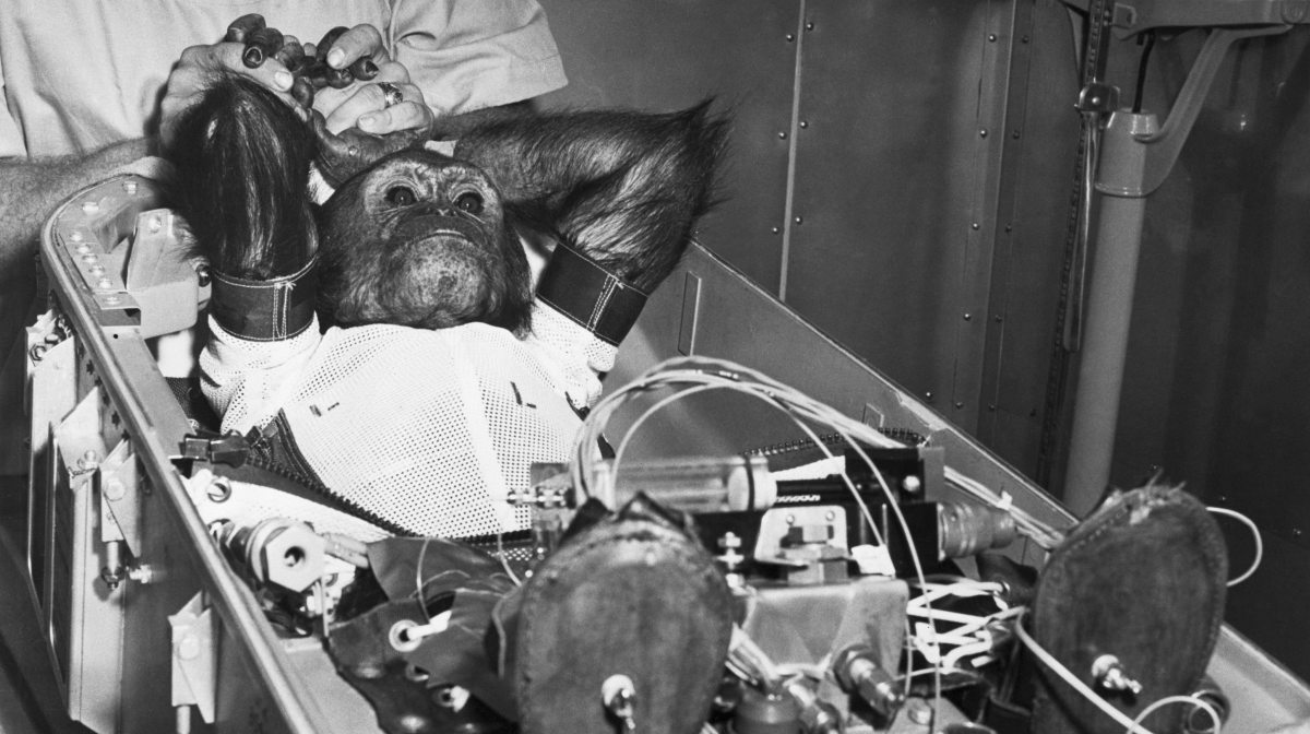 Se conmemora el primer chimpancé en órbita, lanzado hace 63 años.