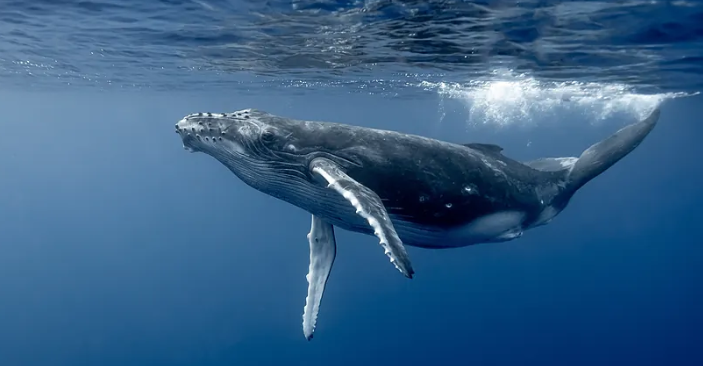 La ballena que recorrió 13000 kilómetros lo hizo para aparearse.