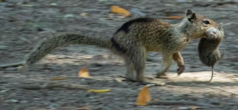 Las ardillas también son carnívoras y hábiles cazadoras en California.