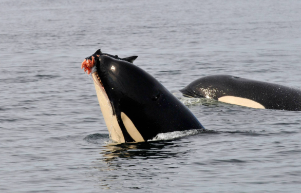 Las orcas y sus “sombreros de salmón” llaman la atención.