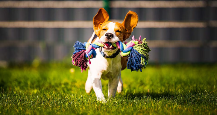 Los perros identifican objetos por su textura, más que por su forma.