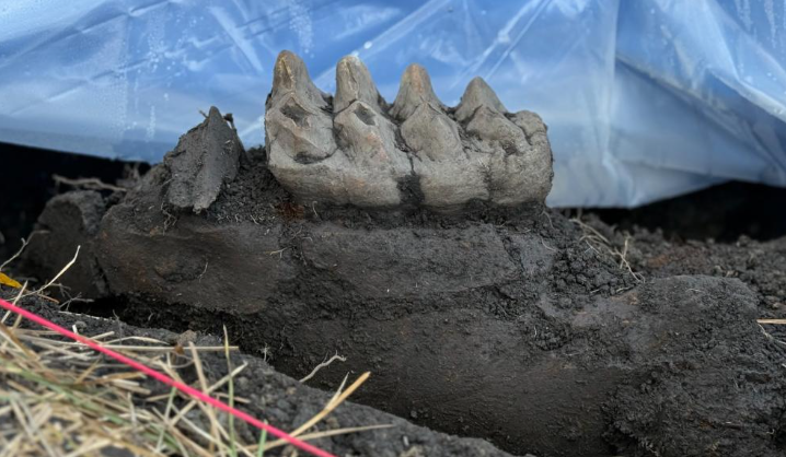 Sí, hallaron un mastodonte en el jardín. Estos son sus dientes.