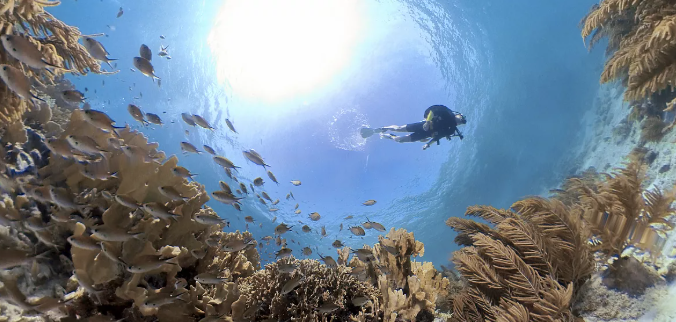 La supervivencia de los corales está en riesgo por el cambio climático.