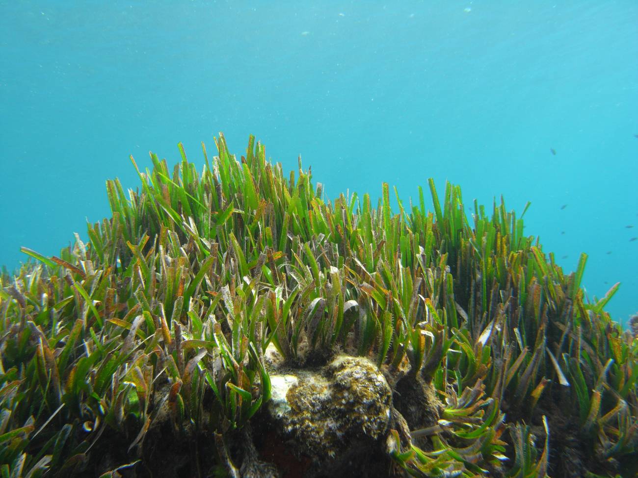 El Mar Egeo se contaminó hace 5.200 años.