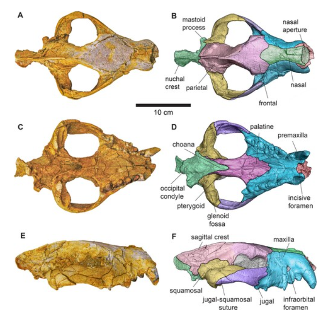 El hallazgo de su cráneo fue clave para identificar la nueva especie.