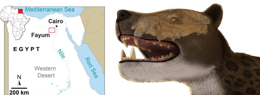 El nuevo carnívoro hallado en Egipto estuvo en la cúspide de la cadena alimenticia.