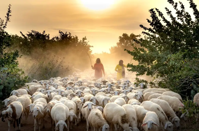 La milenaria relación de humanos y ovejas se rastreó hasta su origen.