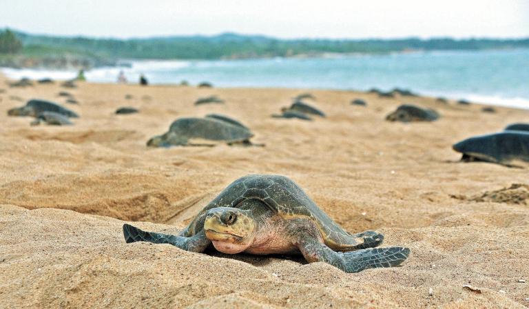 Las tortugas marinas están anidando antes, por los cambios en la temperatura global.