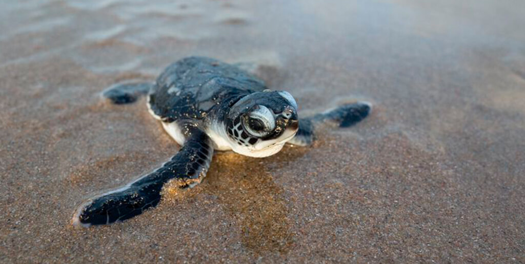 Las tortugas siempre vuelven a anidar en el lugar en el que nacieron.