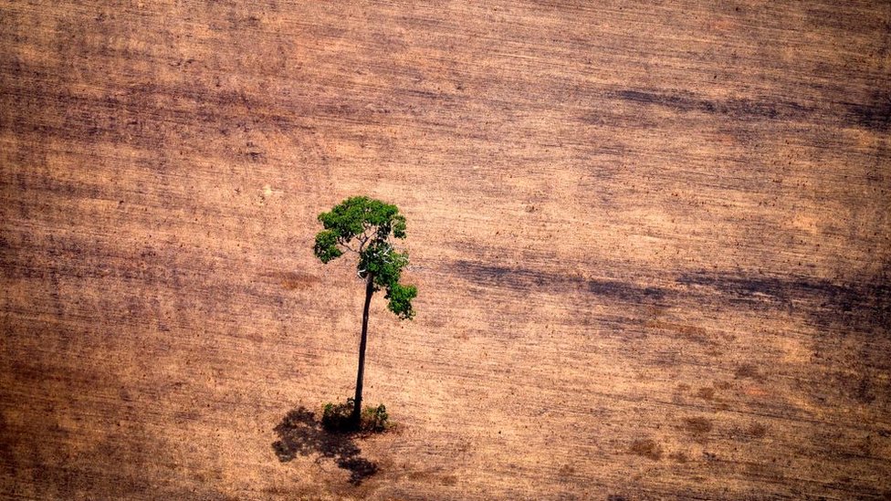 La extinción masiva de las plantas duró cientos de millones de años.