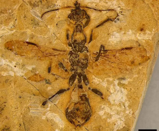 El fósil de la hormiga más antiguo está en piedra caliza.