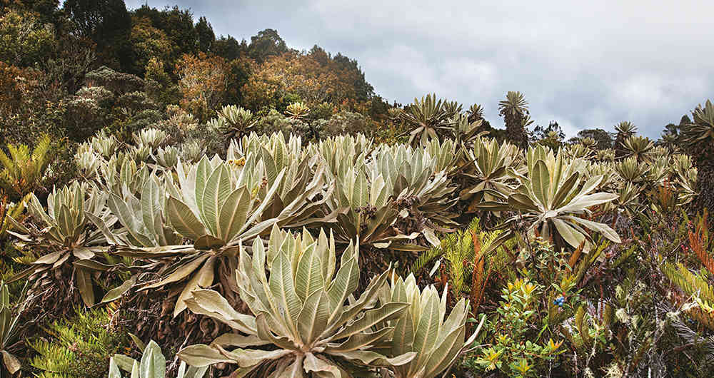 Aún se desconoce el verdadero origen de las flores.