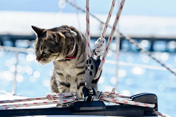 El gato doméstico más antiguo de EEUU se encontró en un naufragio.