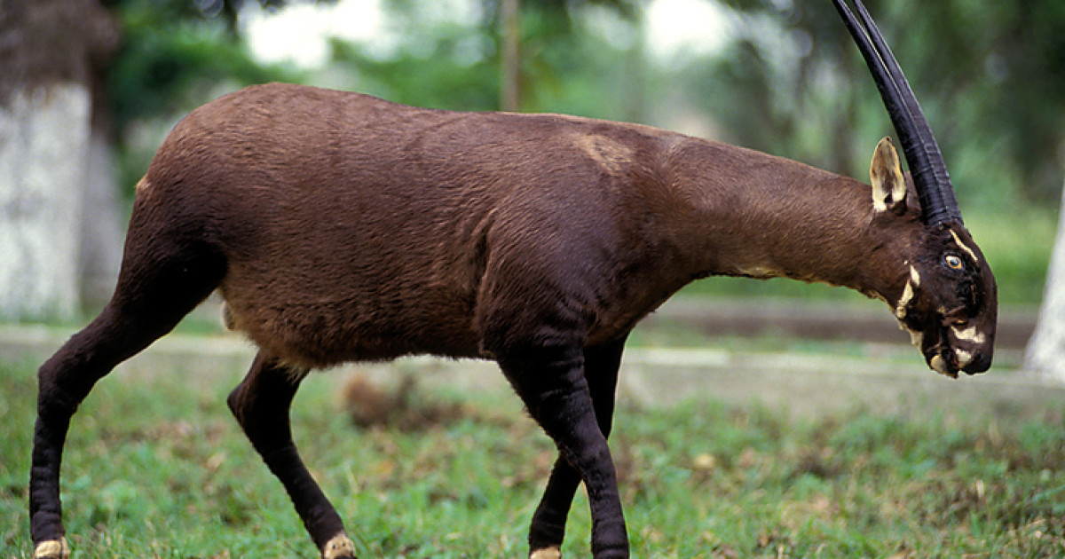 La posible extinción del unicornio asiático preocupa a la ciencia.